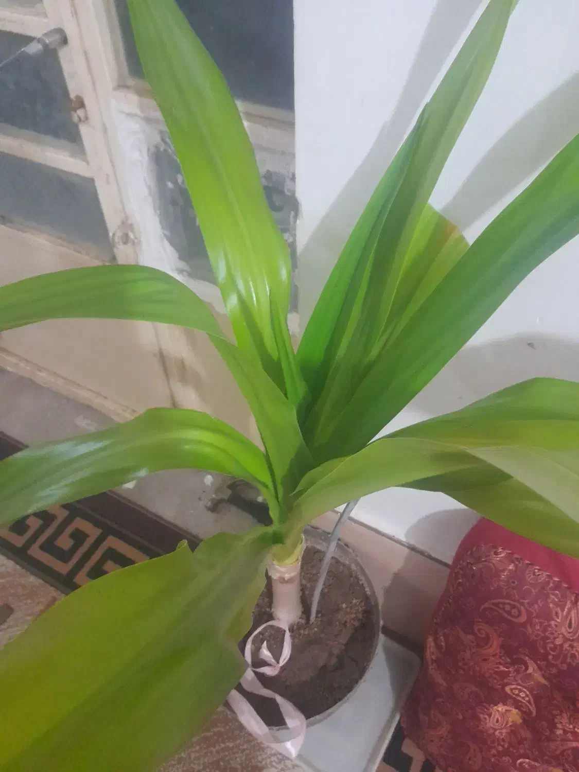 گل طبیعی|گل و گیاه طبیعی|آباده, |دیوار