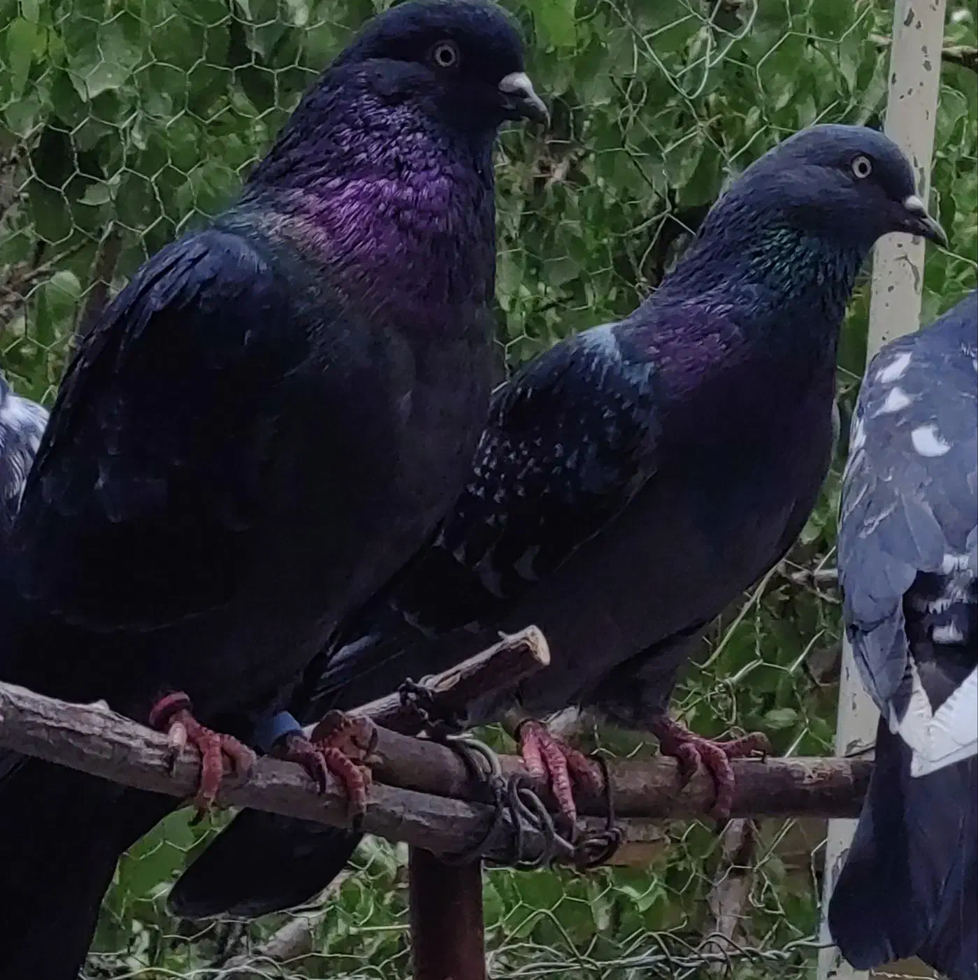 کفترهای پرشی|پرنده|خوانسار, |دیوار