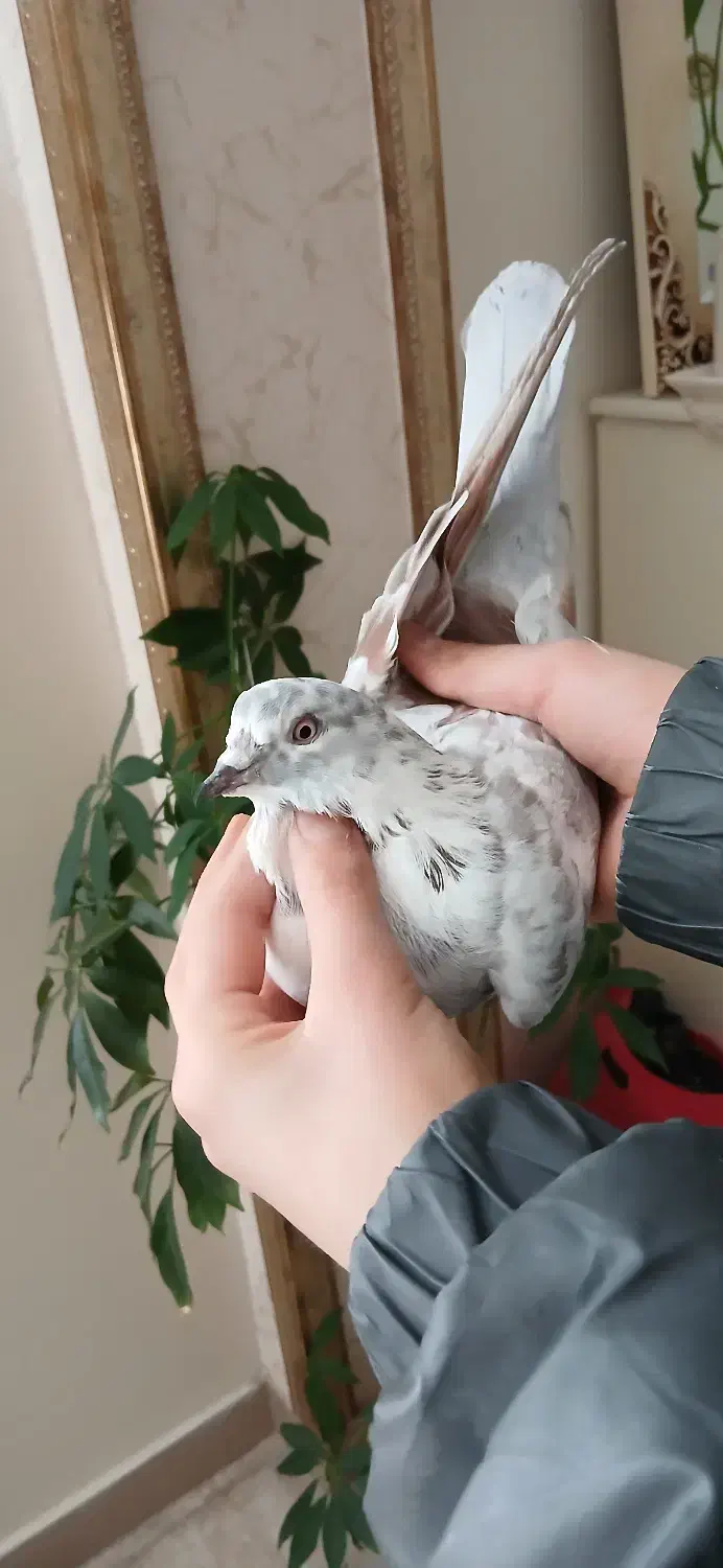 کبوتر پرشی|حیوانات|پردیس, فاز ۱|دیوار