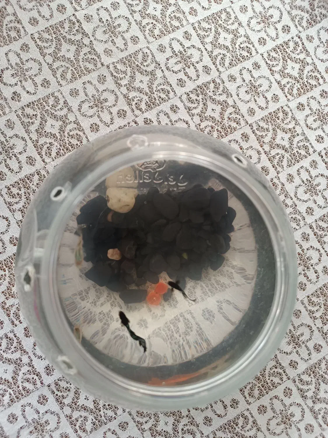 ماهی گپی|ماهی|تبریز, |دیوار