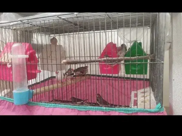 فنچ مولد کارداده|پرنده|بروجرد, |دیوار