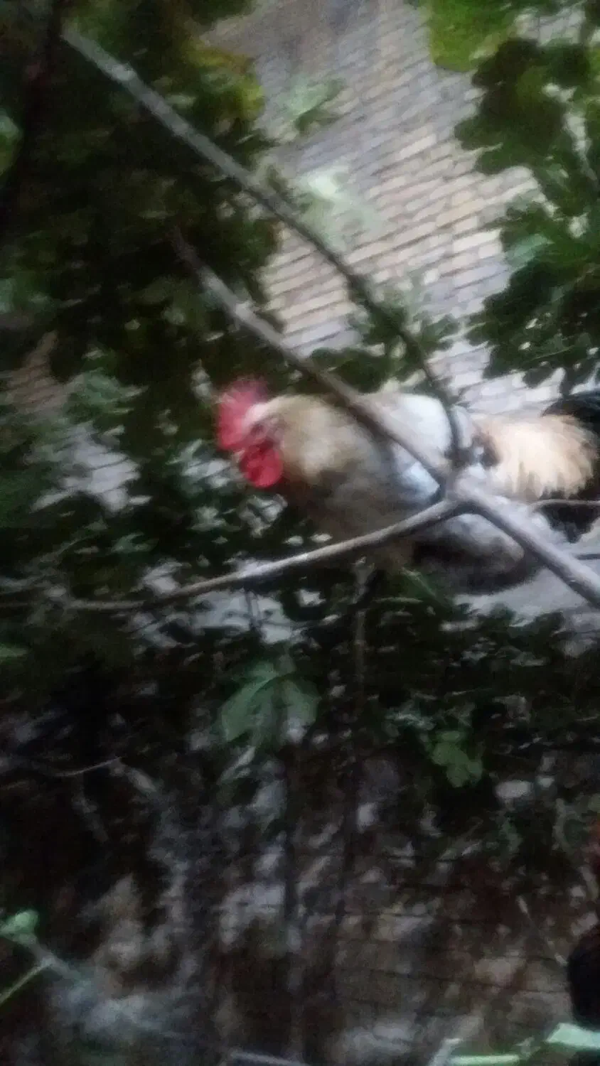 تخم نطفه دار وخوراکی|حیوانات مزرعه|یزد, |دیوار