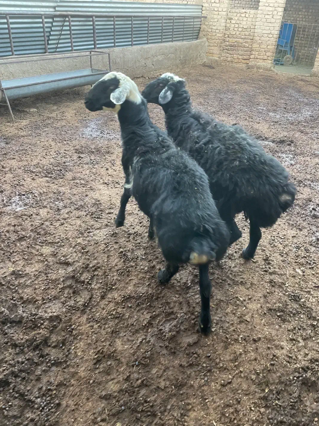 فروش. دوتا  بره نر چاق|حیوانات مزرعه|اراک, |دیوار