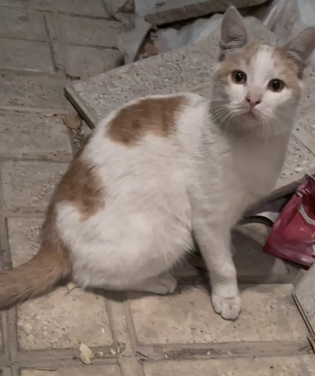 گربه گمشده با مژدگانی خوب|حیوانات|کرج, جهانشهر|دیوار