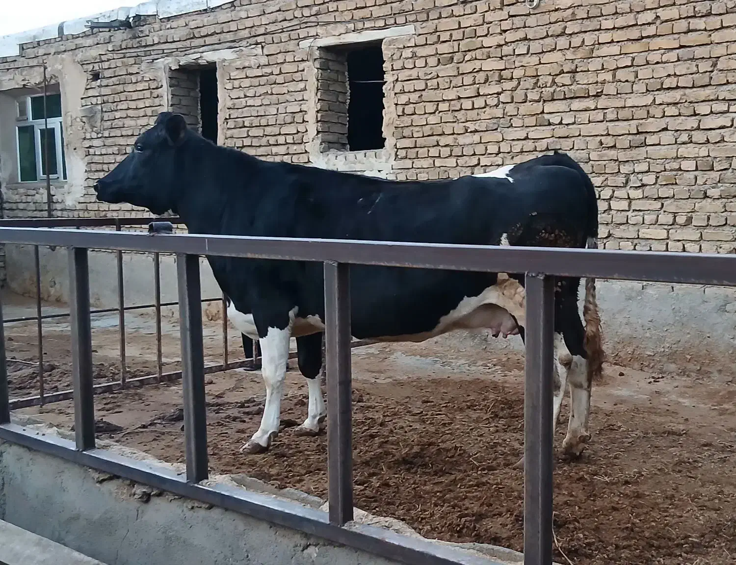 گاو گوشتی|حیوانات مزرعه|مرند, |دیوار