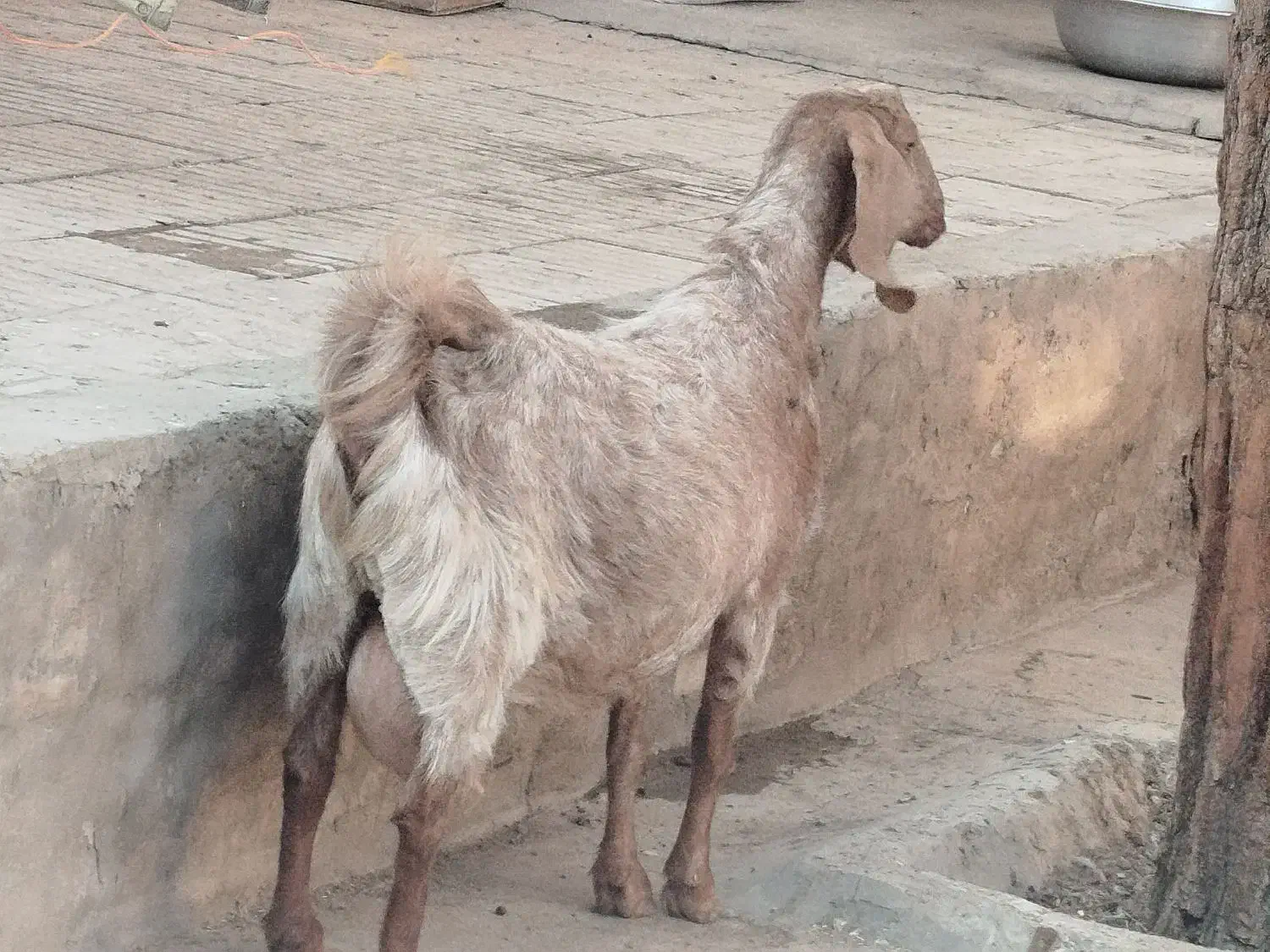 بزپاکستانی3و4قلوزا|حیوانات مزرعه|برخوار, |دیوار