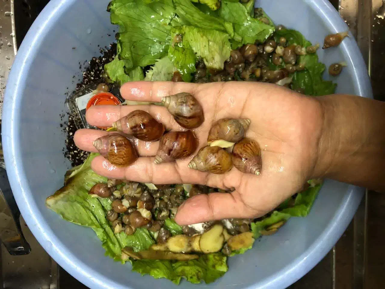 حلزون آچاتینا|خزنده|تهران, صادقیه|دیوار