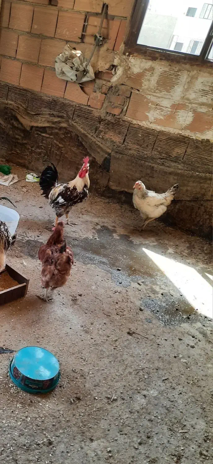 مرغ خروس|حیوانات مزرعه|چهاردانگه (تهران), |دیوار