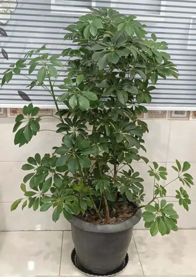 درختچه شفلرا|گل و گیاه طبیعی|بهارستان, |دیوار