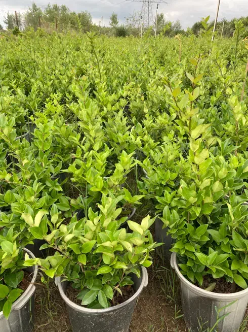 یاس سطل ۱۰ریشه پرس|خدمات باغبانی و درختکاری|لنگرود, |دیوار