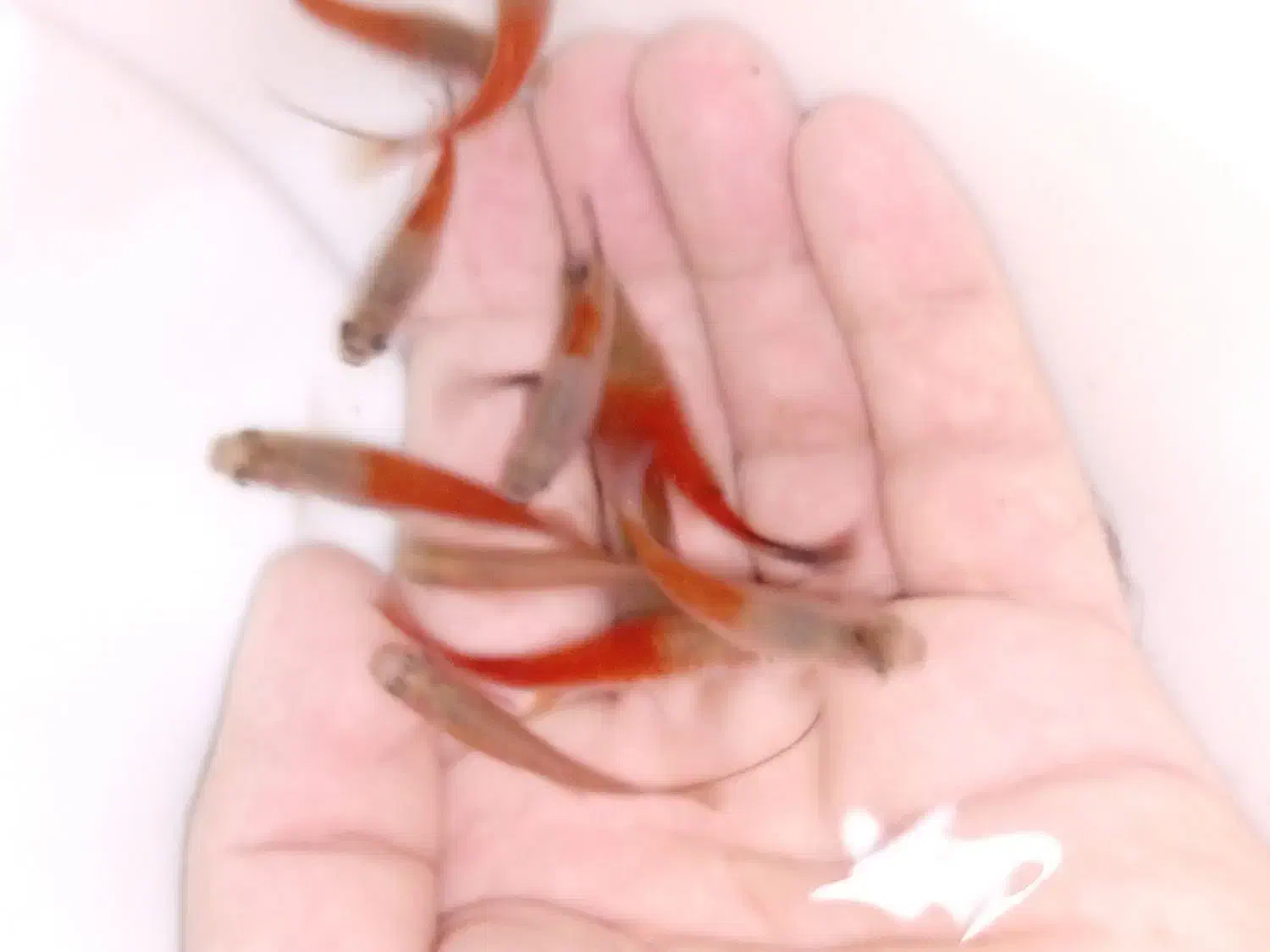 فروش ماهی گیاهخوار|ماهی|مشهد, گوهرشاد|دیوار