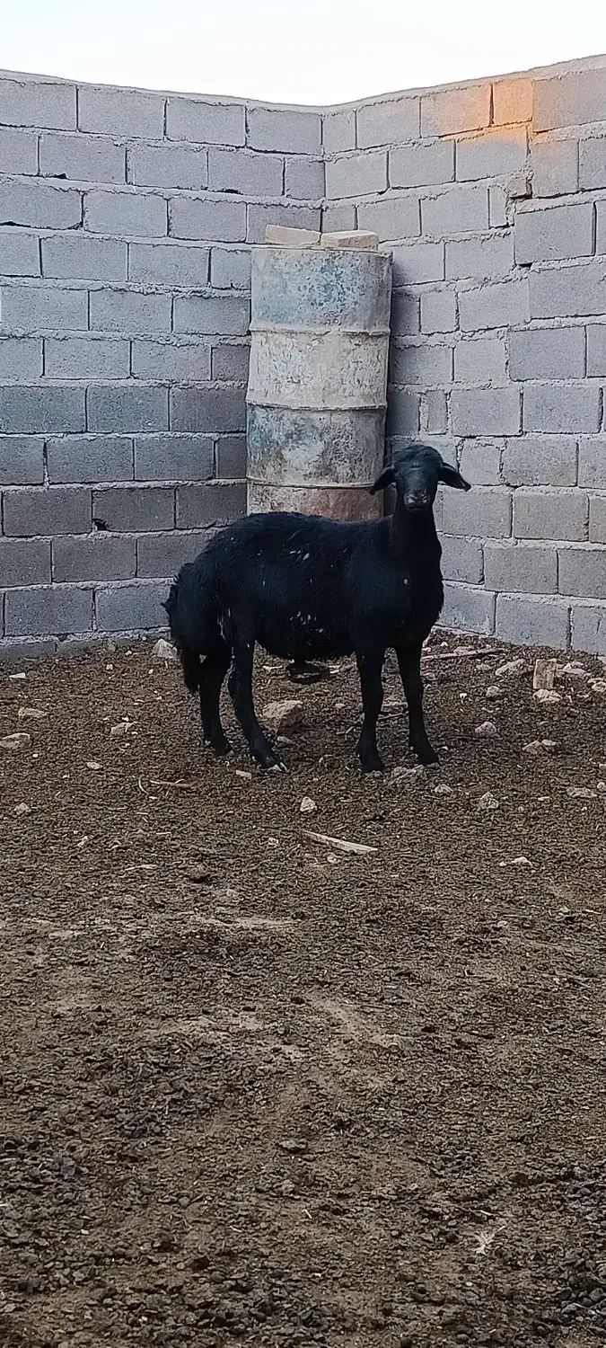 بره قوچ قره قزل|حیوانات مزرعه|زنجان, |دیوار
