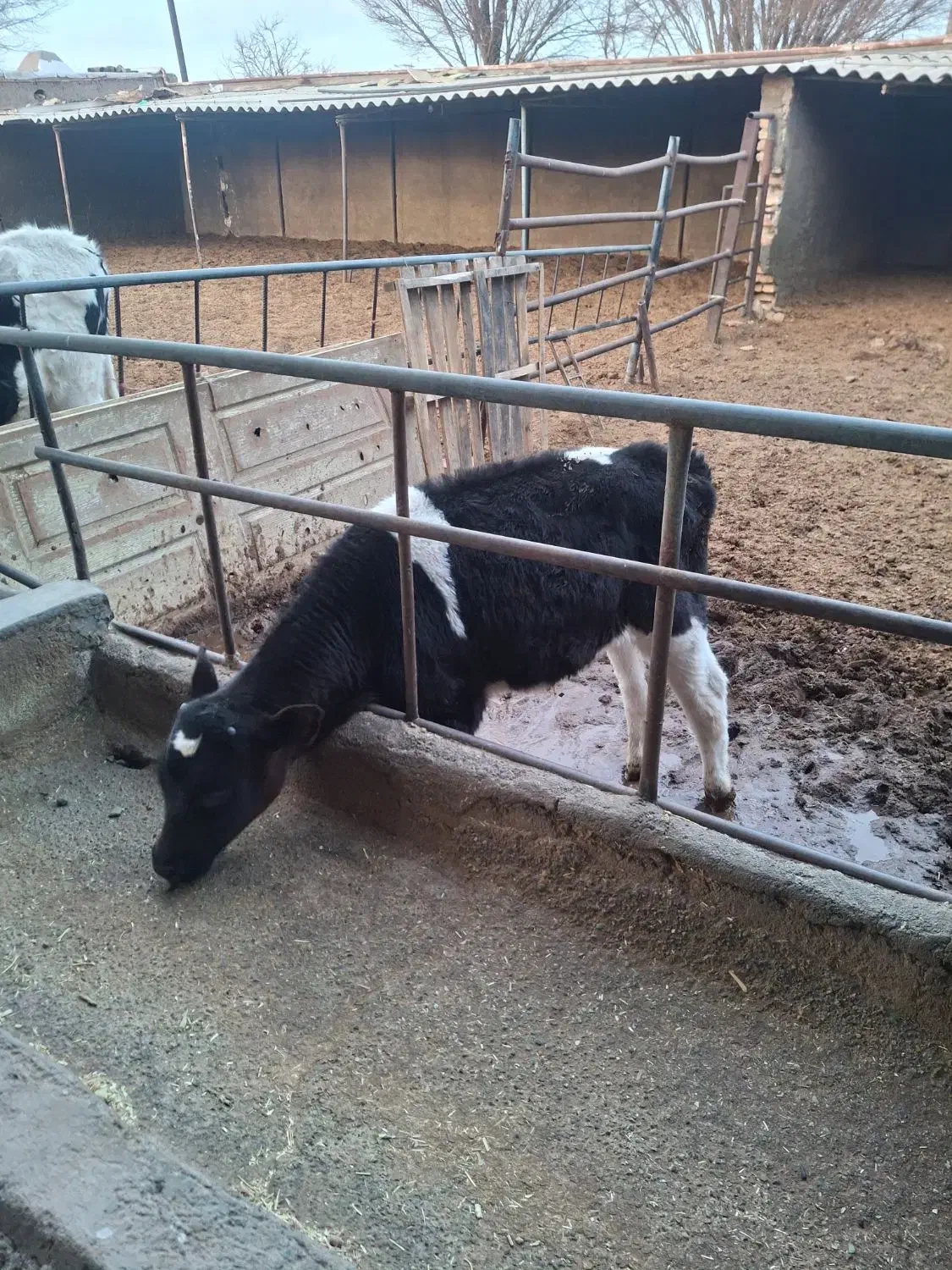 گوساله نر|حیوانات مزرعه|محمدشهر, محمدشهر|دیوار