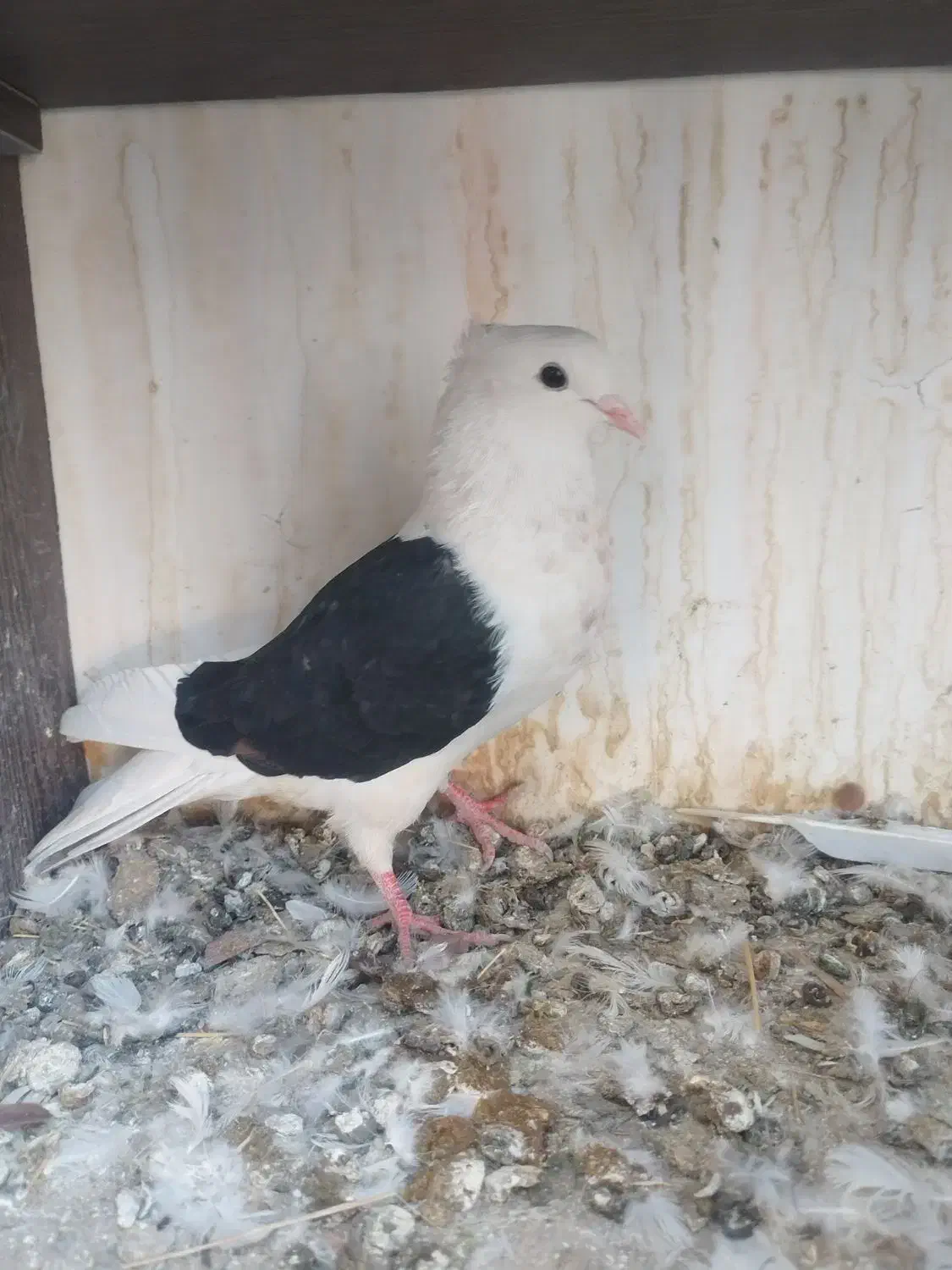 کبوتر دوکت|پرنده|دره شهر, |دیوار