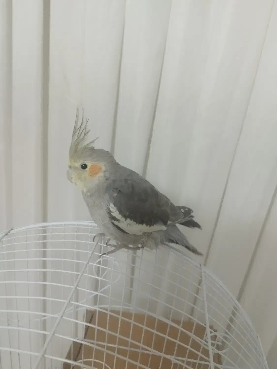 عروس هلندی|پرنده|نسیمشهر, |دیوار