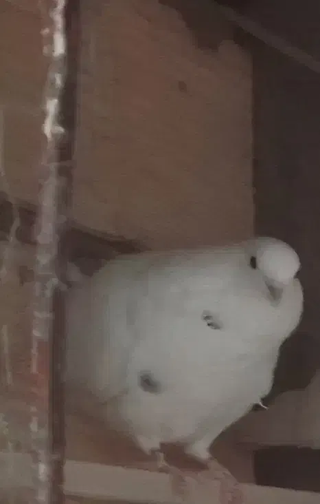 دو عدد ماده|پرنده|سیرجان, |دیوار