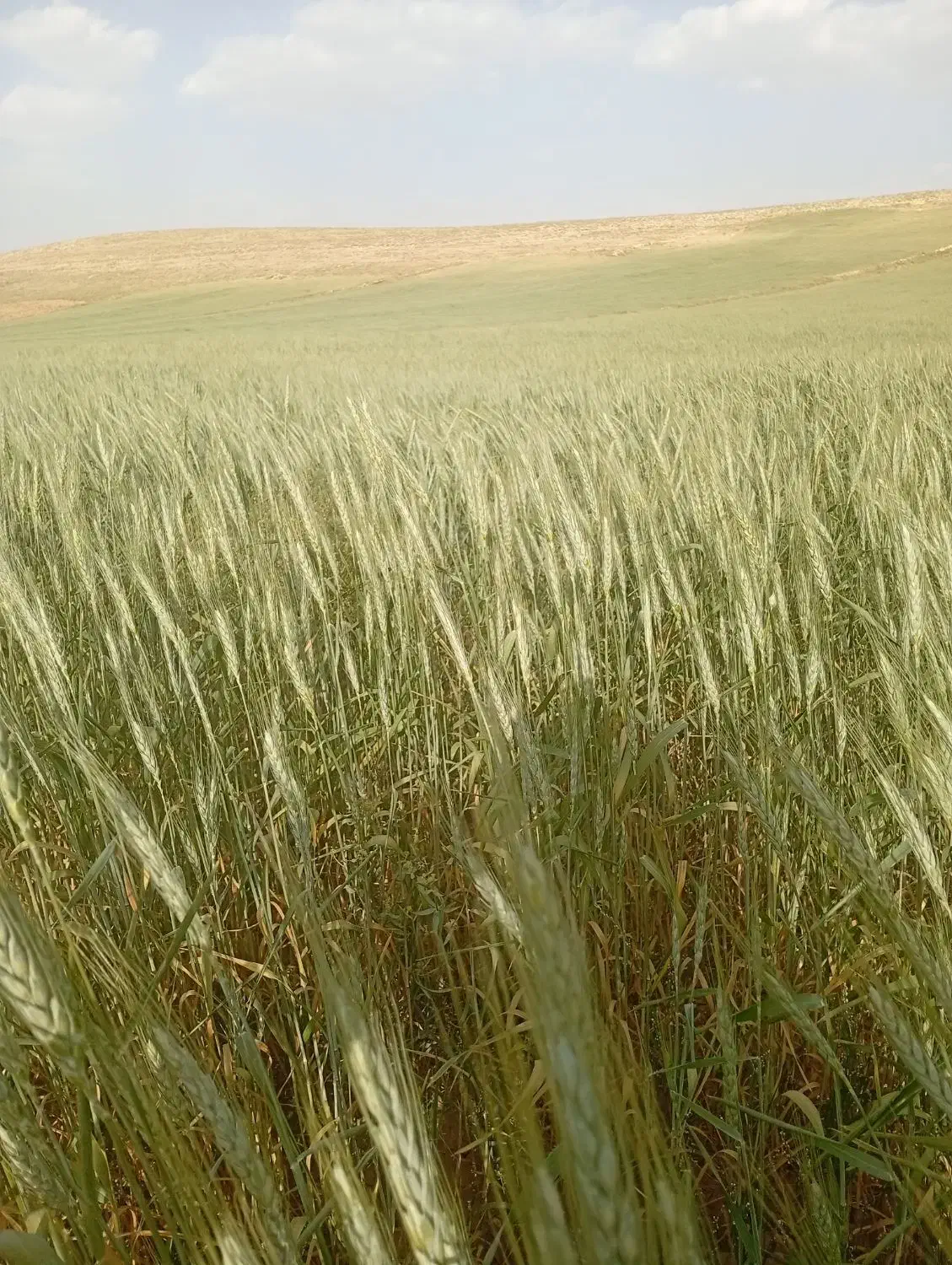 گندم بوجاری|عمده‌فروشی|کمیجان, |دیوار