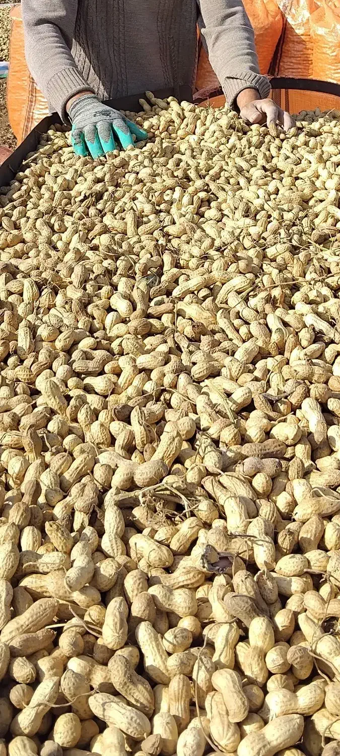 بادام زمینی|عمده‌فروشی|پارس‌آباد, |دیوار