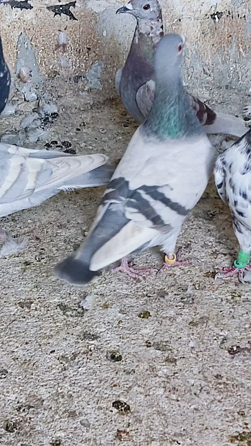 کبوتر رنگی و خارجی|پرنده|اهرم, |دیوار