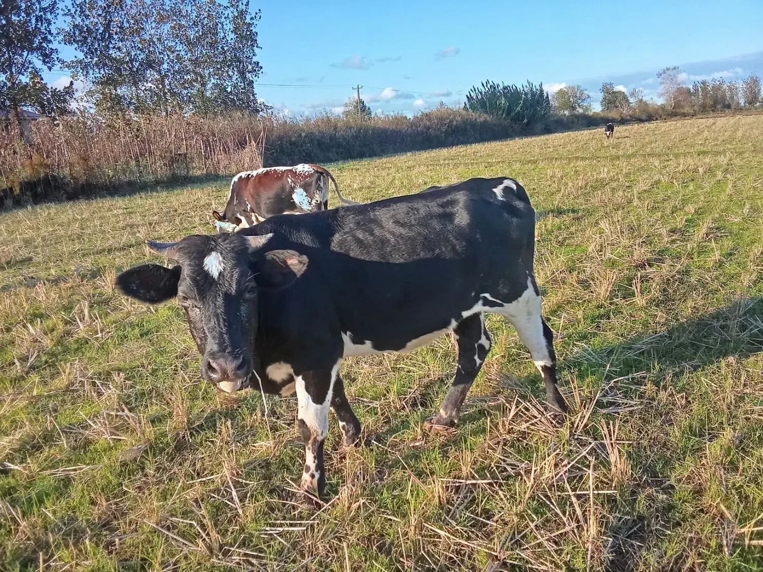 سلام یک راس لیشه دوردورک قیمت ۷۵تومان|حیوانات مزرعه|سنگر, |دیوار