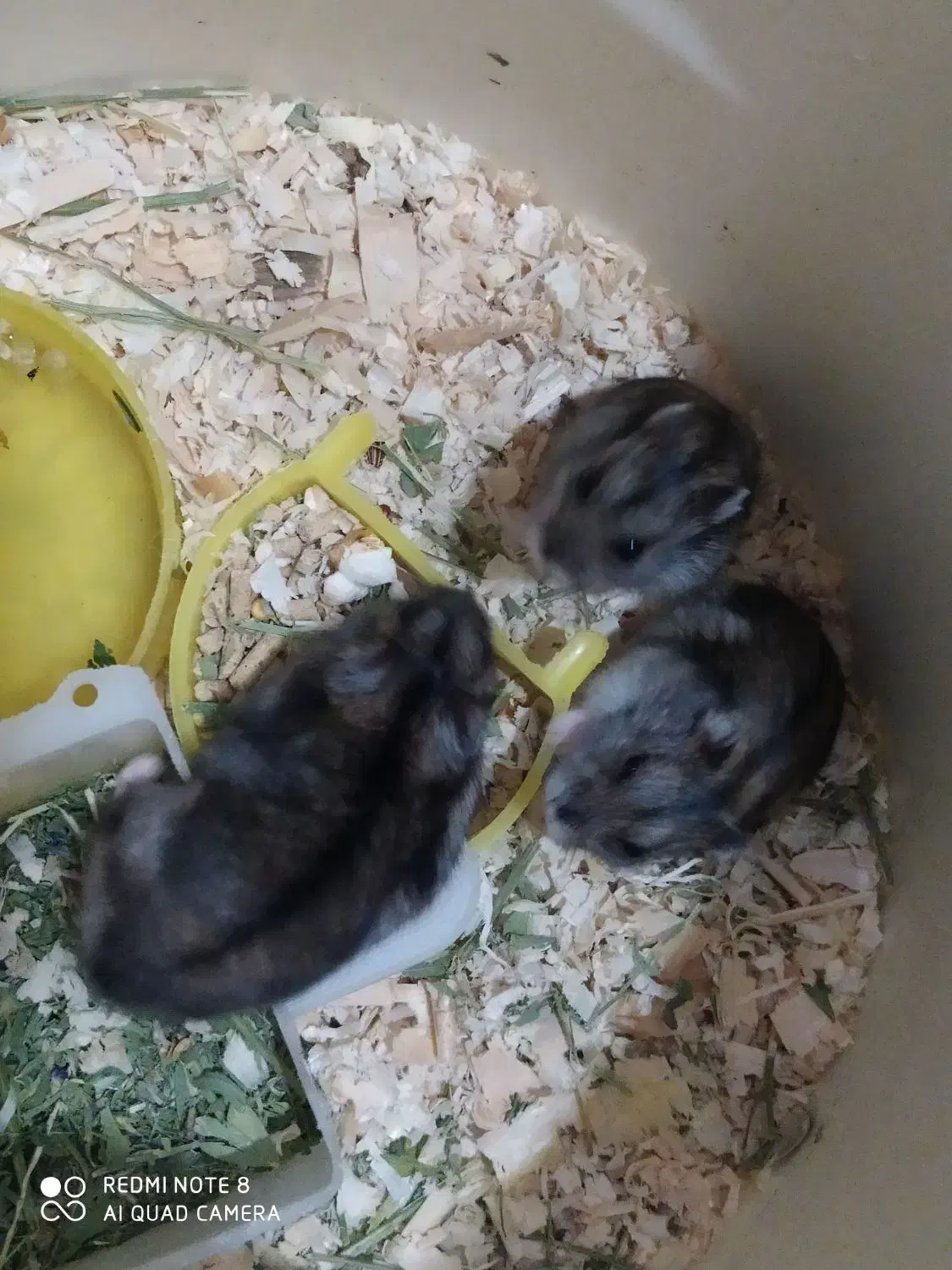 همستر و کمپل|موش و خرگوش|کرج, کوی کارمندان شمالی|دیوار