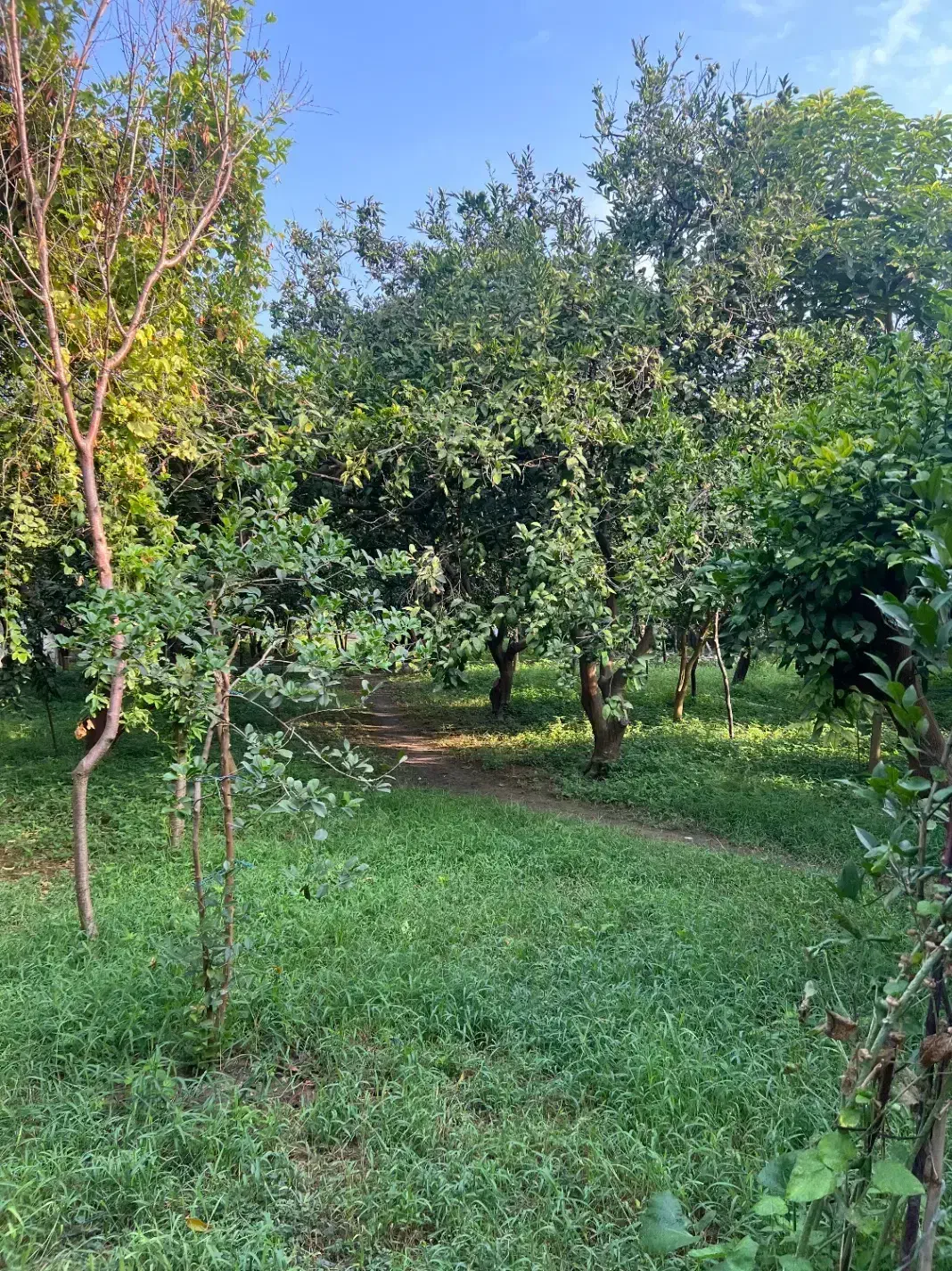 فروش فوری باغ در شهر ارطه|فروش زمین و ملک کلنگی|ارطه, |دیوار