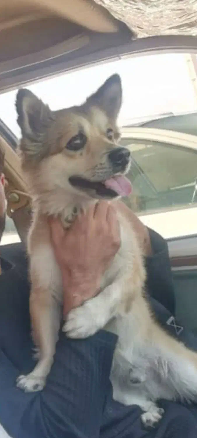 سگ پامرشیتزو|سگ|یزد, |دیوار