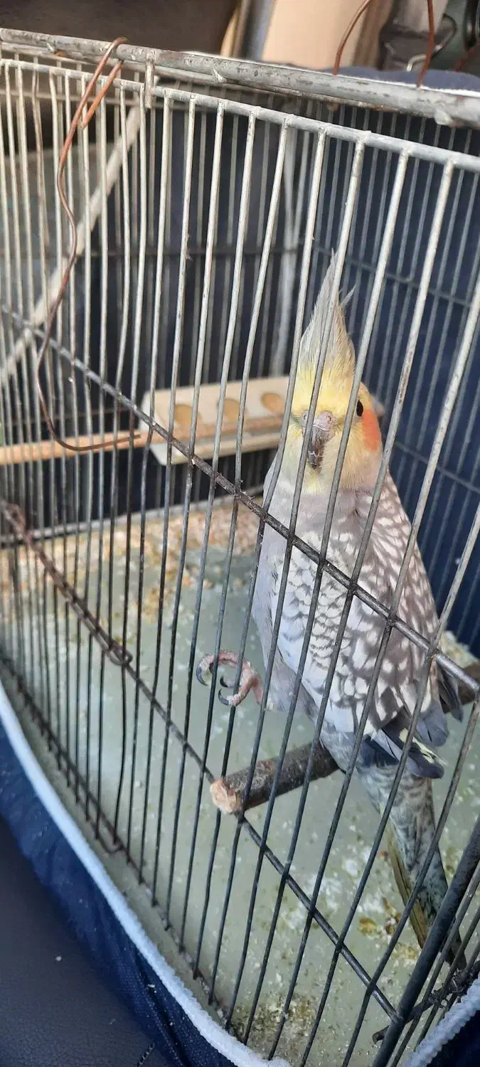 عروس هلندی|پرنده|گلپایگان, |دیوار