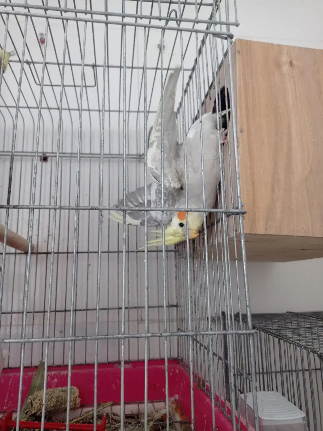 عروس هلندی مولد|پرنده|میناب, |دیوار