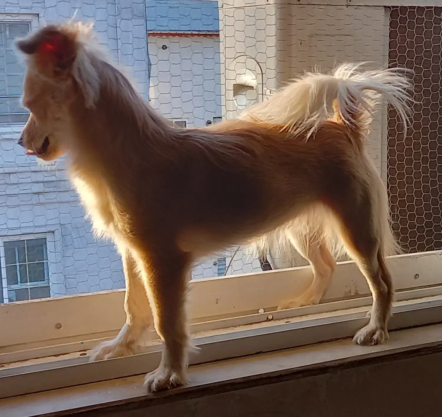 سگ اشپیتز پامر|سگ|آستانه اشرفیه, |دیوار