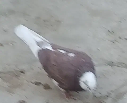 گمشده|پرنده|پیر سلیمان, |دیوار