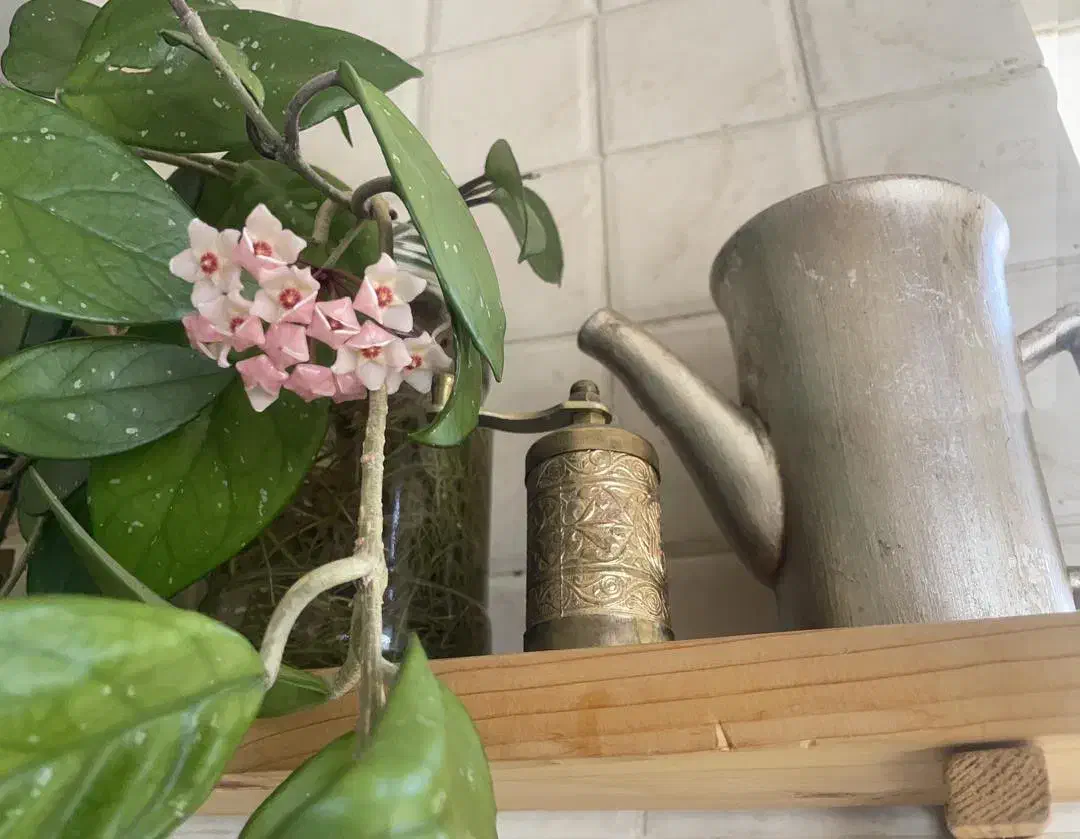 گیاه|گل و گیاه طبیعی|تهران, مینیسیتی (شهرک نفت)|دیوار