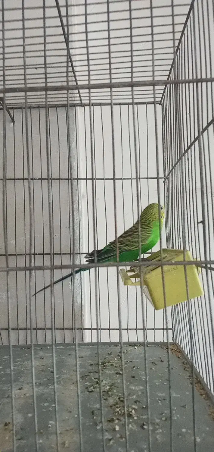 پرندگان|پرنده|تهران, جنتآباد مرکزی|دیوار