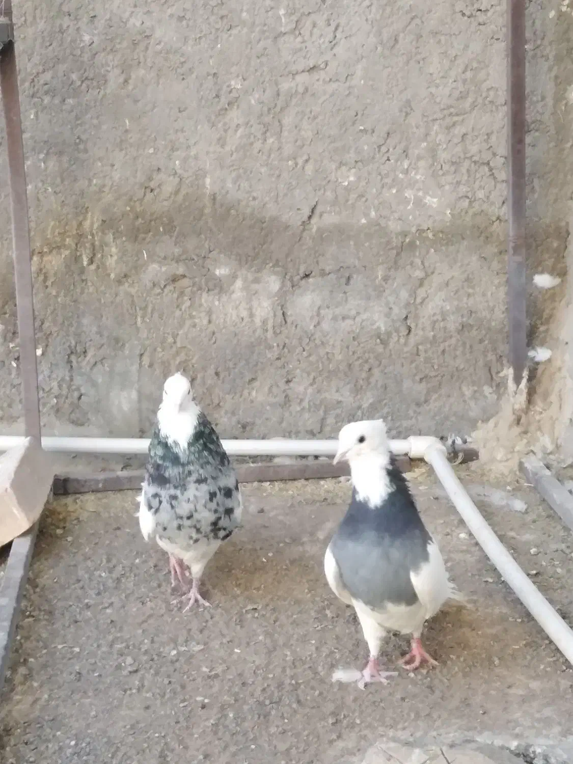 کبوتر طوقی|پرنده|رفسنجان, |دیوار