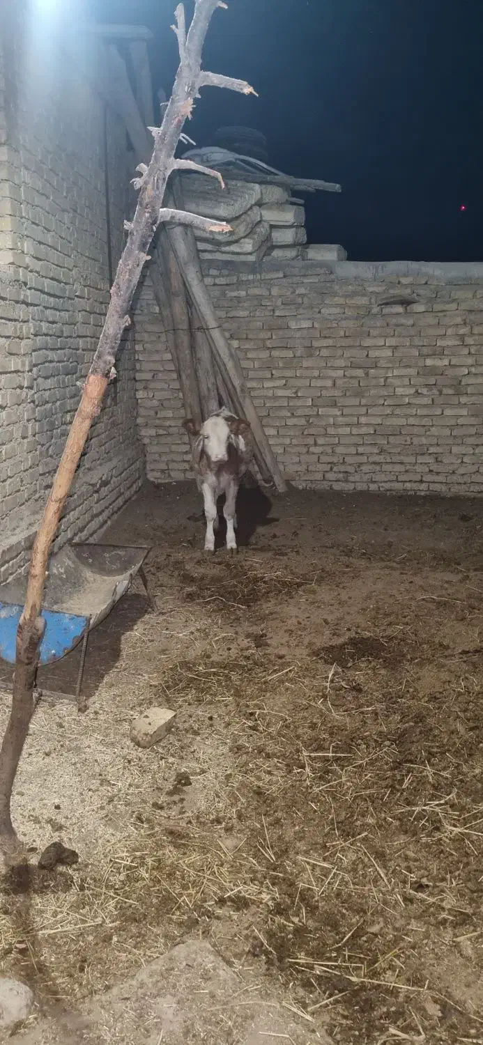 گاو و گوساله|حیوانات مزرعه|بجنورد, |دیوار