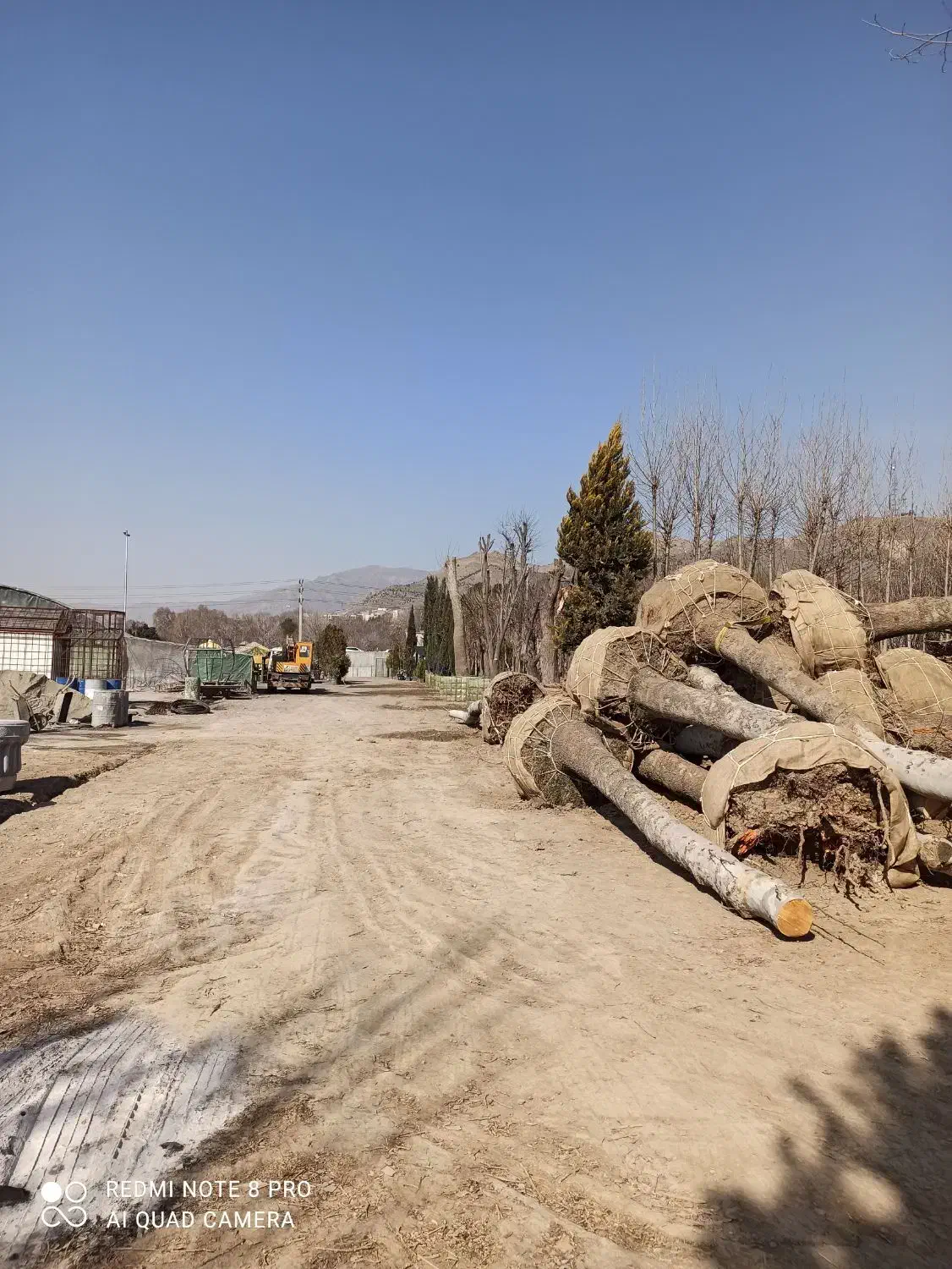 خریددرخت باریشه درخت چنار|خدمات باغبانی و درختکاری|شهریار, شهرک شاهد|دیوار