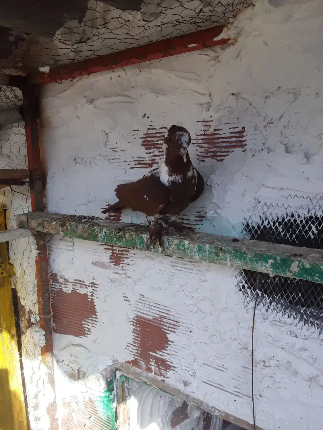 ،ککلی بالا|پرنده|اردبیل, |دیوار