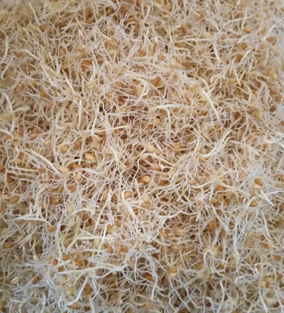 پخت سمنو (تجگی)|خوردنی و آشامیدنی|زهک, |دیوار