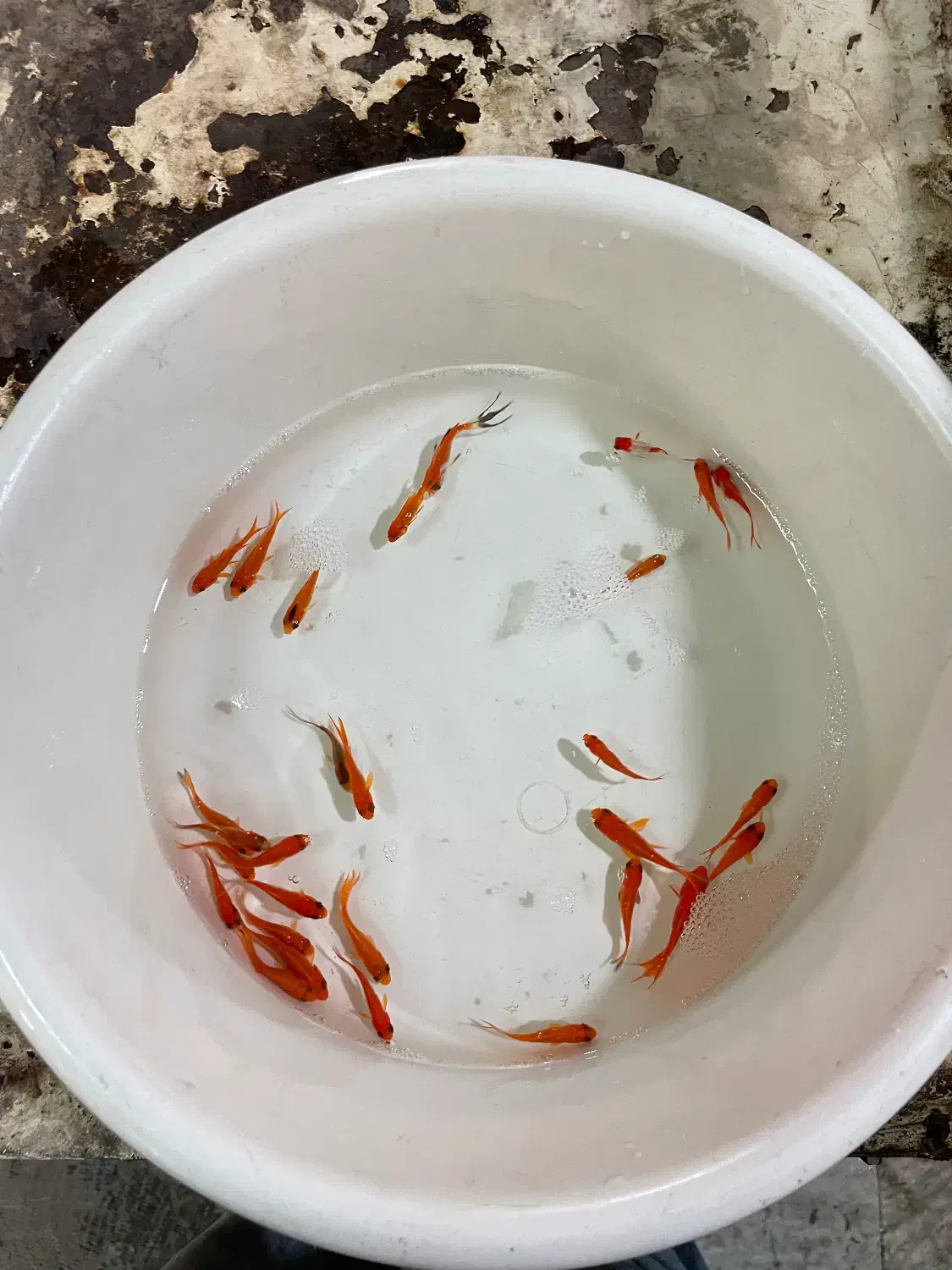 ماهی قرمز|ماهی|کرج, اصفهانی‌ها|دیوار