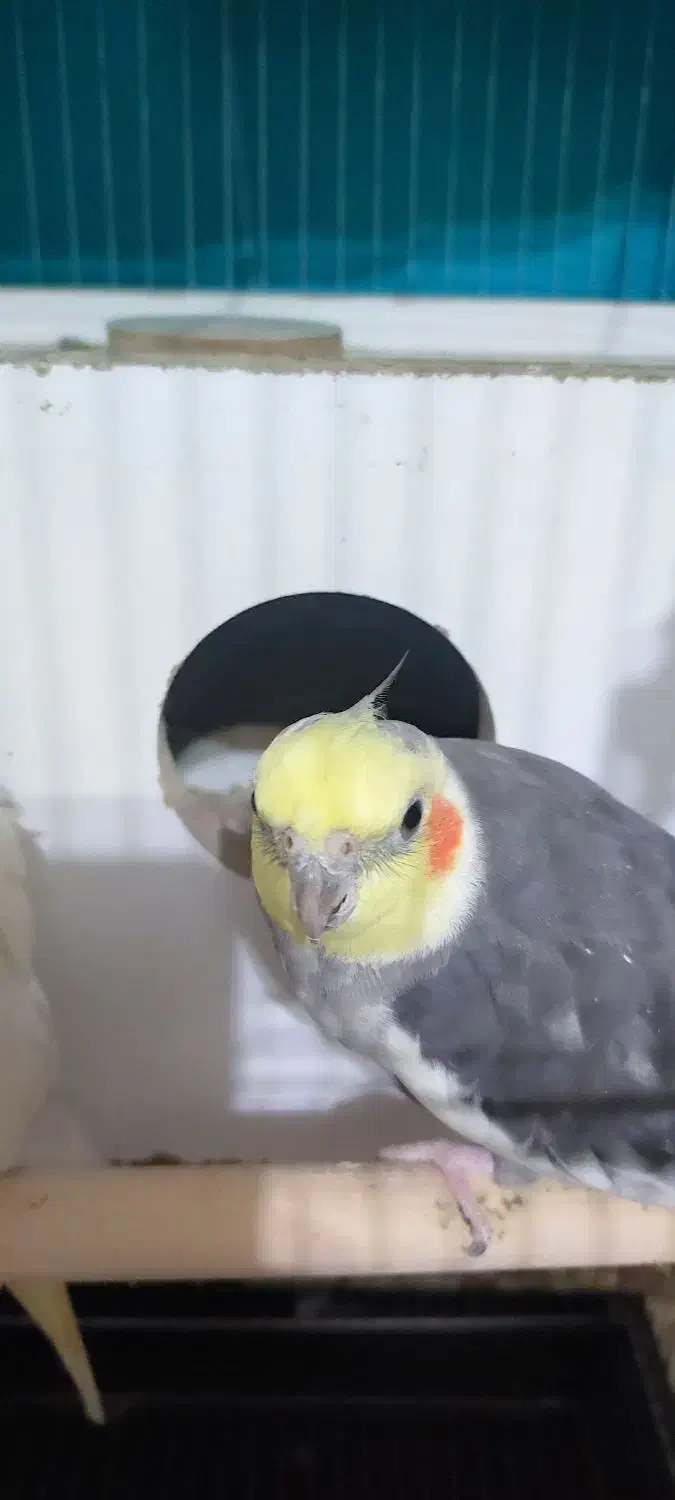 یک عدد عزوس هلندی‌|پرنده|بوکان, |دیوار