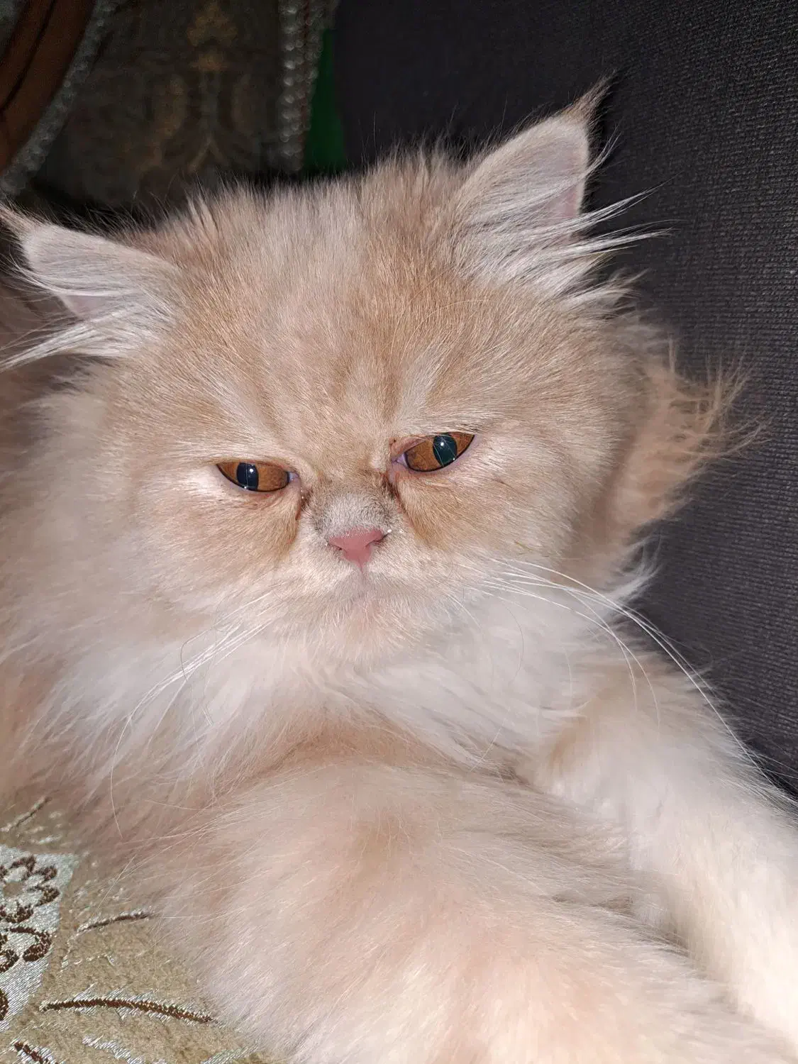 گربه پرشین اصل|گربه|ورامین, ورامین|دیوار