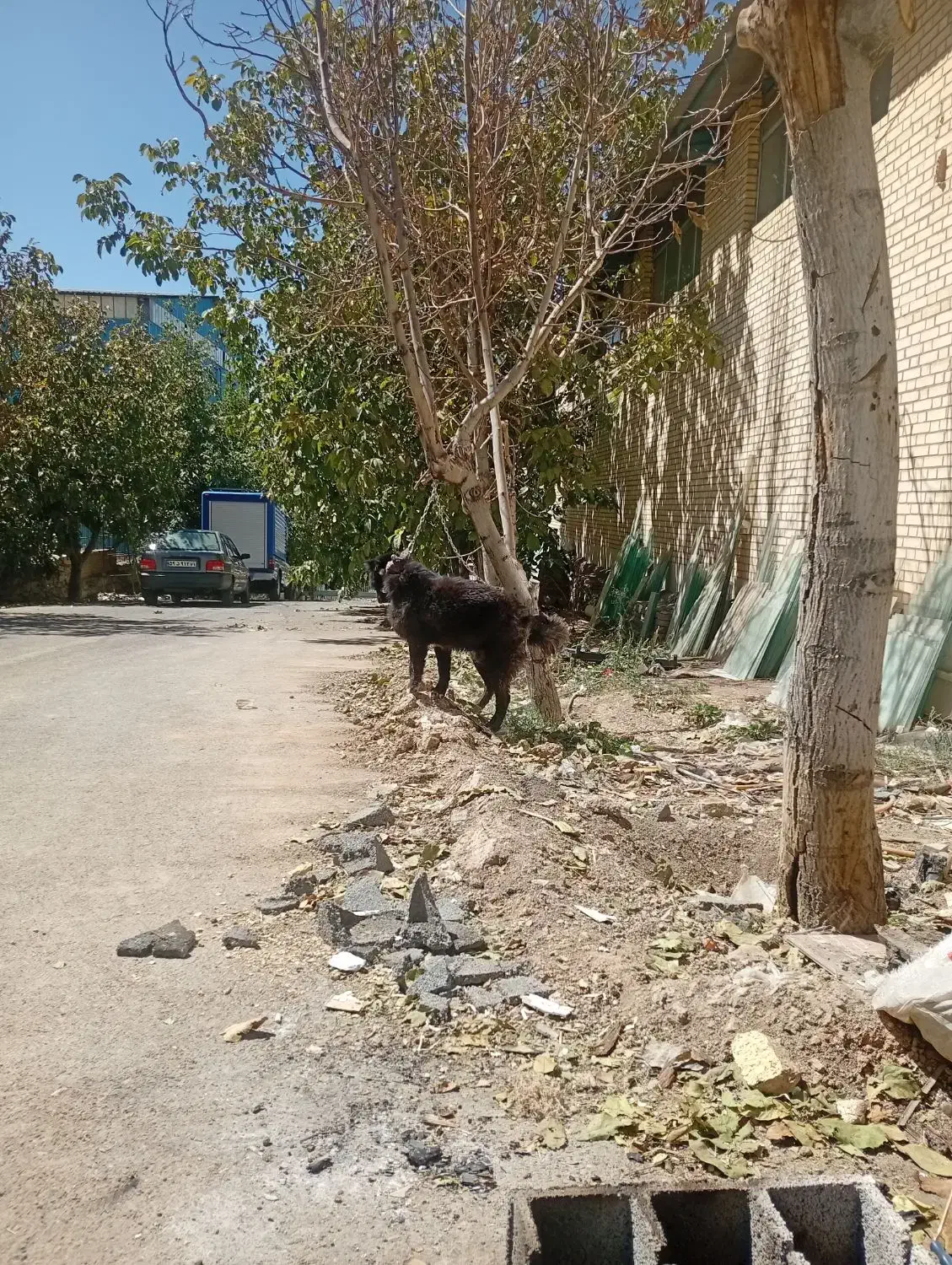 سگ قدرجونی گله ونگهبان|سگ|برخوار, |دیوار