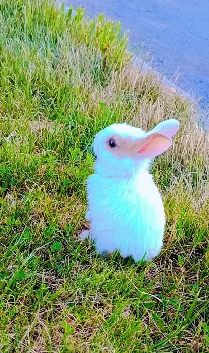 خرگوش|موش و خرگوش|سنندج, |دیوار