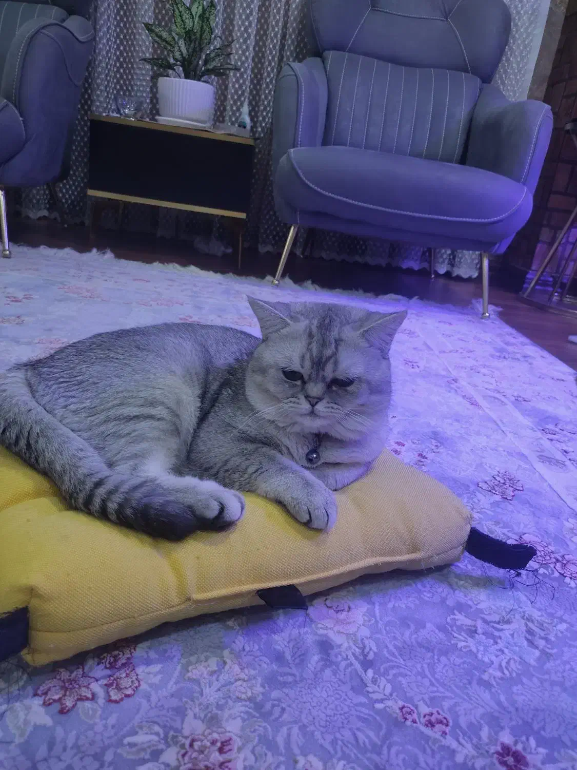 گربه بریتیش نر|گربه|زنجان, |دیوار