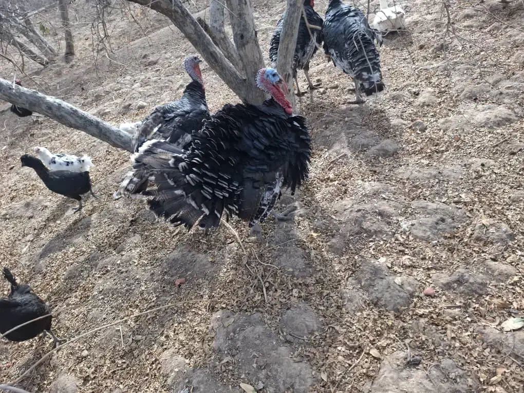 بوقلمون|حیوانات مزرعه|نیریز, |دیوار