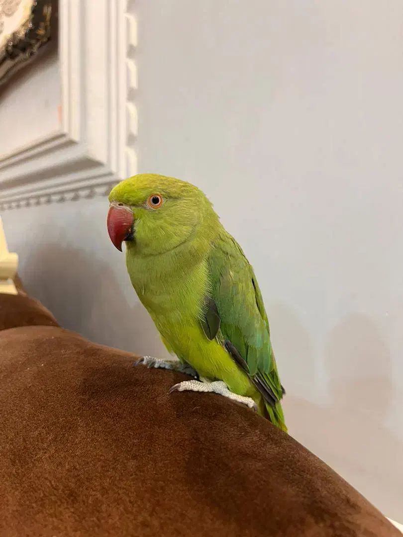 طوطی ملنگو گمشده در زاگرس یابنده مژدگانی میگیره|پرنده|سقز, |دیوار