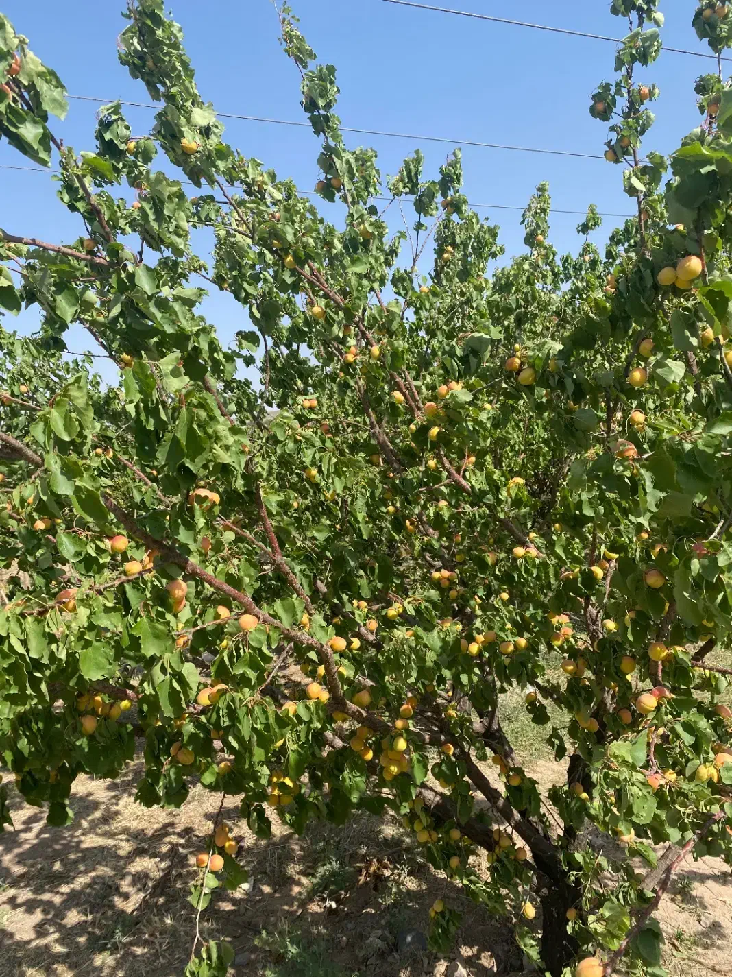 باغ در زواریان|فروش زمین و ملک کلنگی|قم, انصار‌الحسین|دیوار