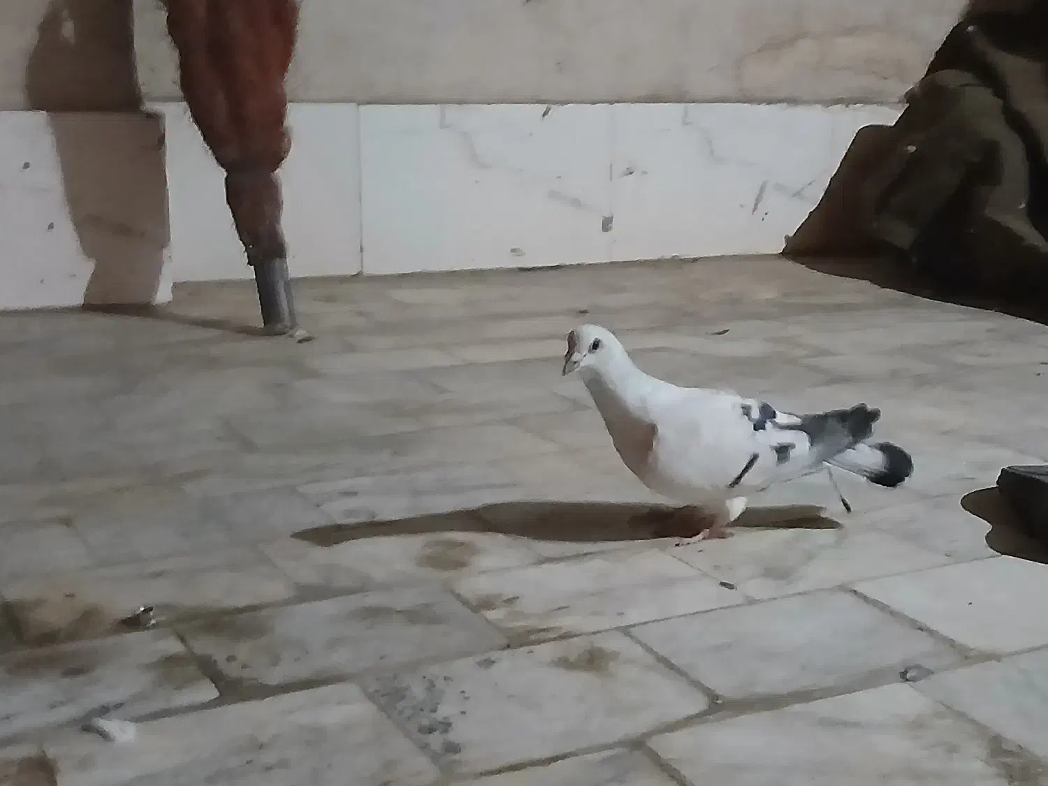 شامی نر گردن کلفت و|پرنده|رفسنجان, |دیوار