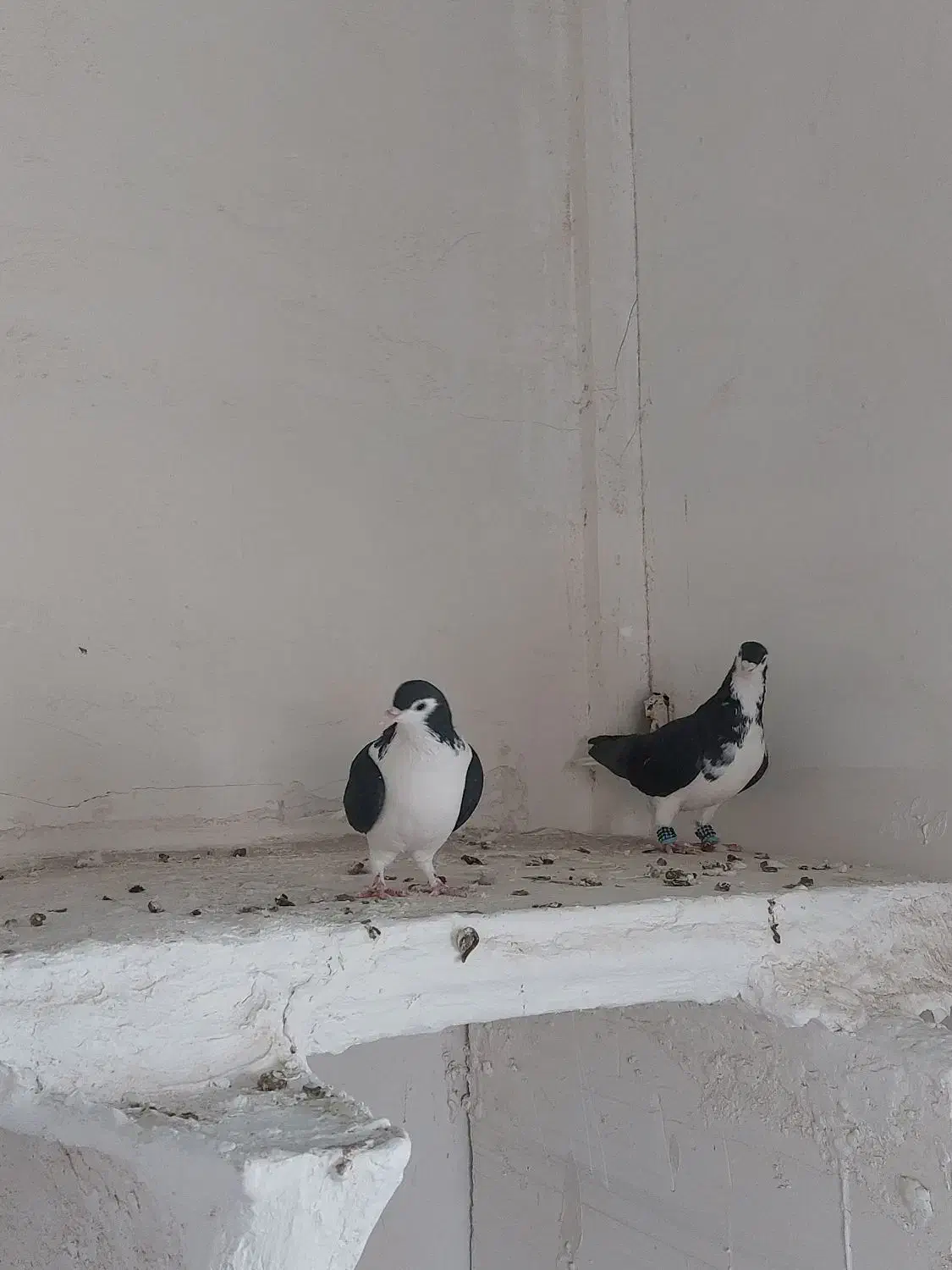 ساده|پرنده|تربتحیدریه, بالا ولایت|دیوار