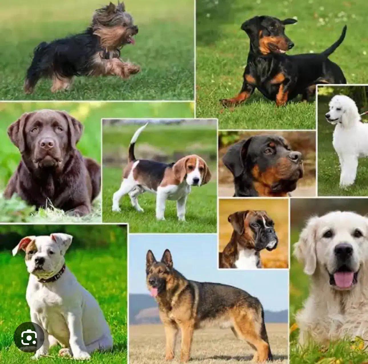 کمک کردن|حیوانات|اسلام‌شهر, شهرک واوان|دیوار